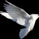 espadasplateadas avatar