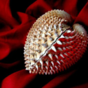 espertooffresi avatar