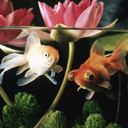 estoyrota-imrotten avatar