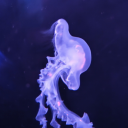 eternallantern avatar