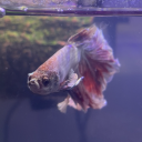 eternally-exhausted1 avatar