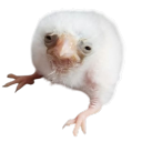 eternalreturnal avatar