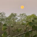 ethnocentrifuge avatar