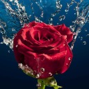 euphrosynesworld avatar