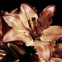 ev-enhotterthanyou avatar