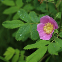 everlasting-rest avatar