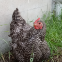 everleighgracebrookfield avatar