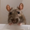 every-day-is-rat-day avatar