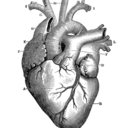 every-last-word avatar