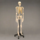 every-skeleton avatar