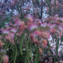 everybodyfacedown avatar