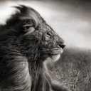 everyone-loves-africa avatar