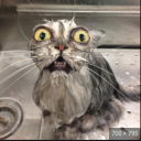 everyonesfavoritefuckup avatar