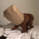 everythingevelyn avatar