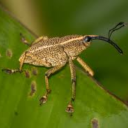 evilweedweevil avatar