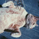 evolutionarytheory avatar