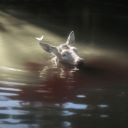 expiredbonemeal avatar