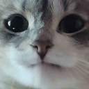 exquisitefrogprince avatar