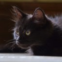 exxhaustedhope avatar