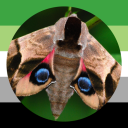 eyed-hawkmoth avatar