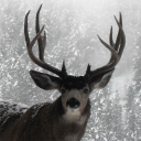 eyezthecampcounselor avatar