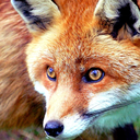 fabfoxes avatar