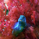 factsaboutyou avatar