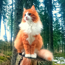 faerieforestcat avatar