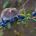 faery-berry-blast avatar