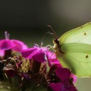 faetouchedandfangs avatar