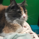 failedaugment avatar