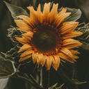 failing-lungs avatar