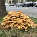 failingcollege avatar