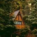 fairyforestbear avatar