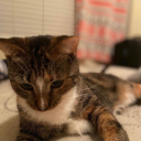 fallendaisies avatar