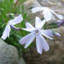 falling-through-sunrise avatar