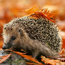 fallingwithleaves avatar