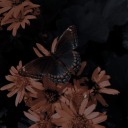 fallinloveagainx avatar