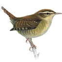 family-of-wrens avatar