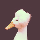 fancy-as-duck avatar