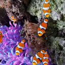 fancy-lau-fish avatar