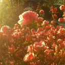 fandomqueen5994 avatar