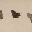 fangirling-allday avatar