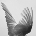 fangirling-over-all-blog avatar