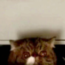 fangirlingwithjen-blog avatar