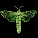 fantasma-opera avatar