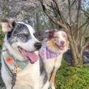 fantasticlyclever avatar