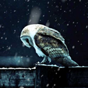 fantasticruinsking avatar