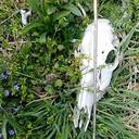 farawaybraine avatar