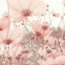 fatcuntsstuff avatar